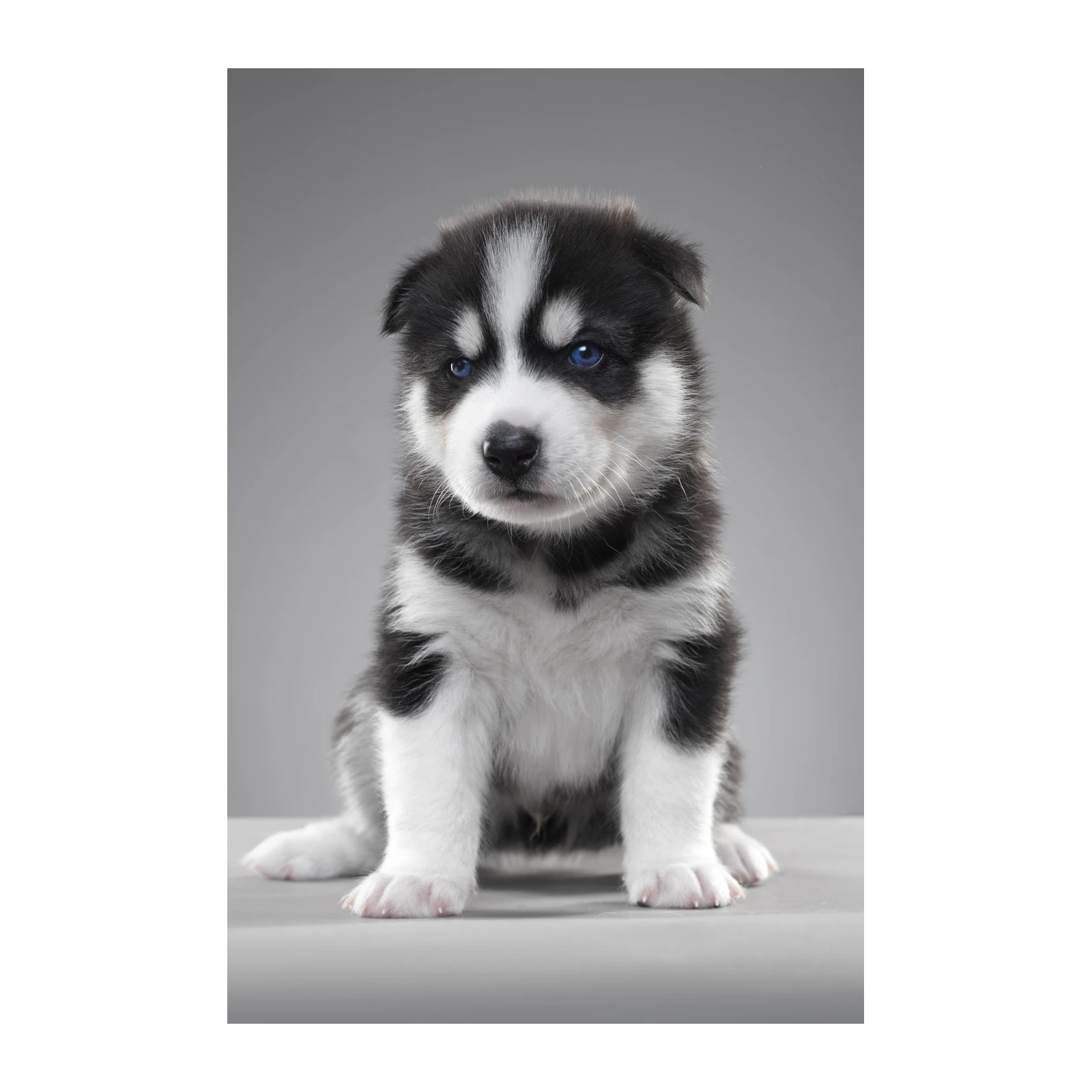 Adorable Husky Puppy Blue Eyes Wall Art