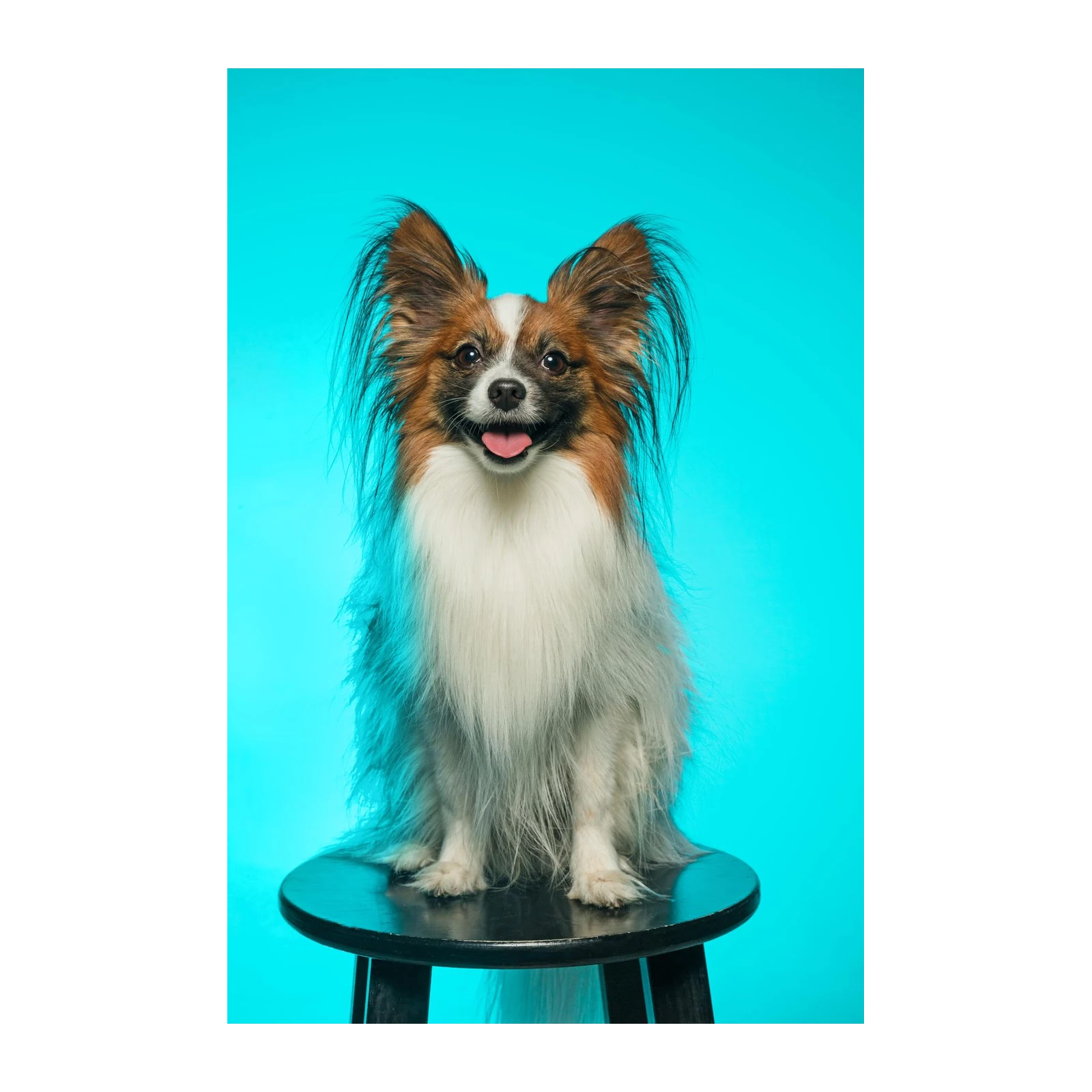 Happy Papillon Dog Portrait Wall Art