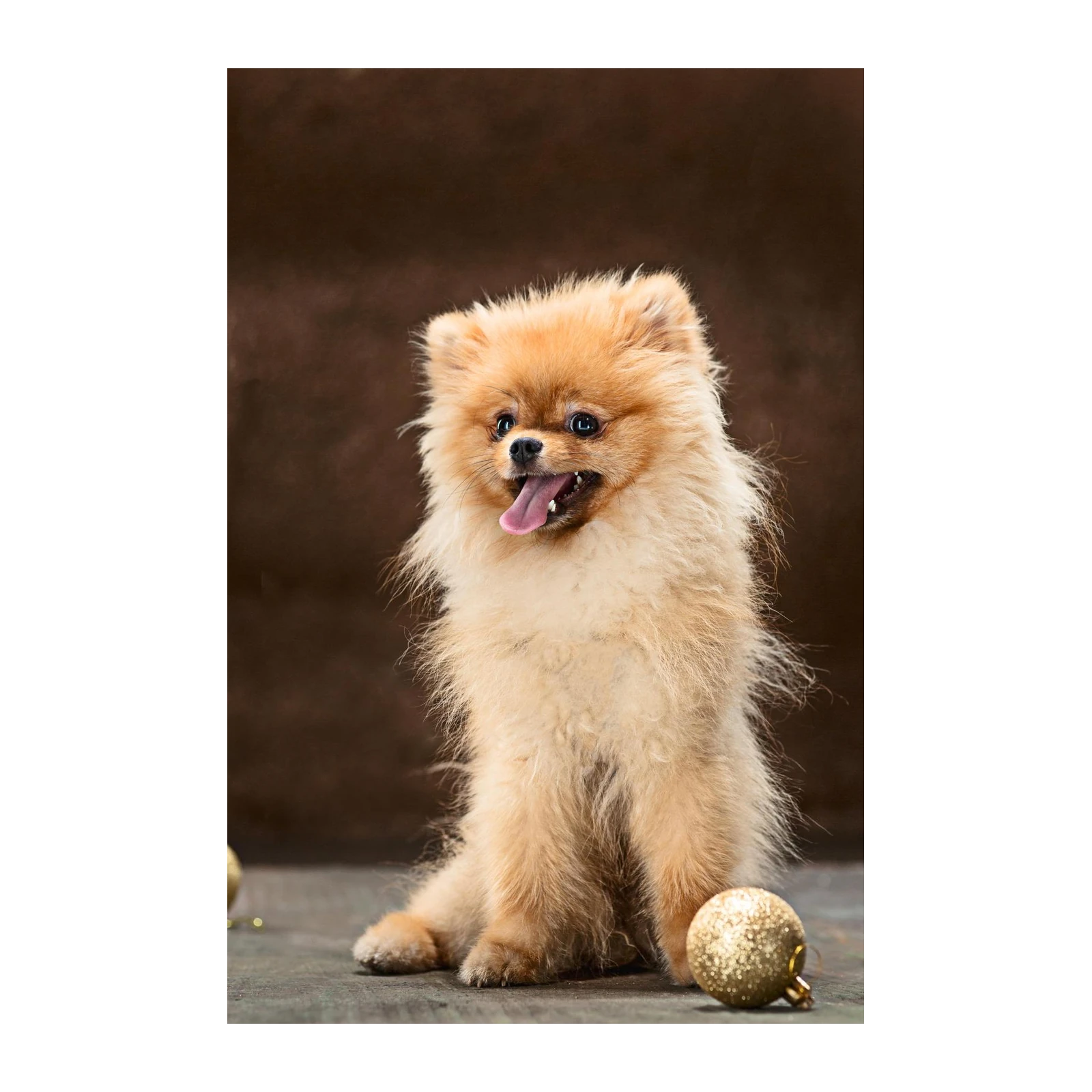 Adorable Pomeranian Fluff Wall Art