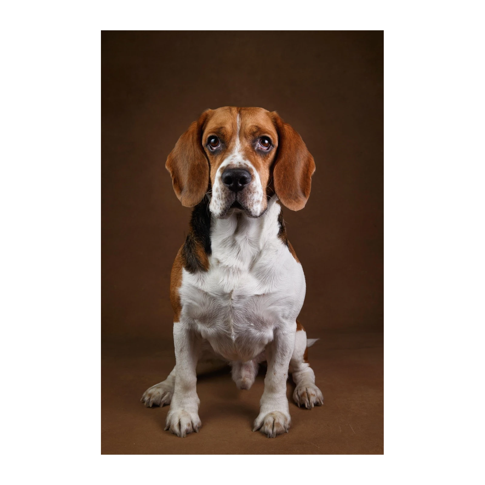 Loyal Beagle Portrait Wall Art