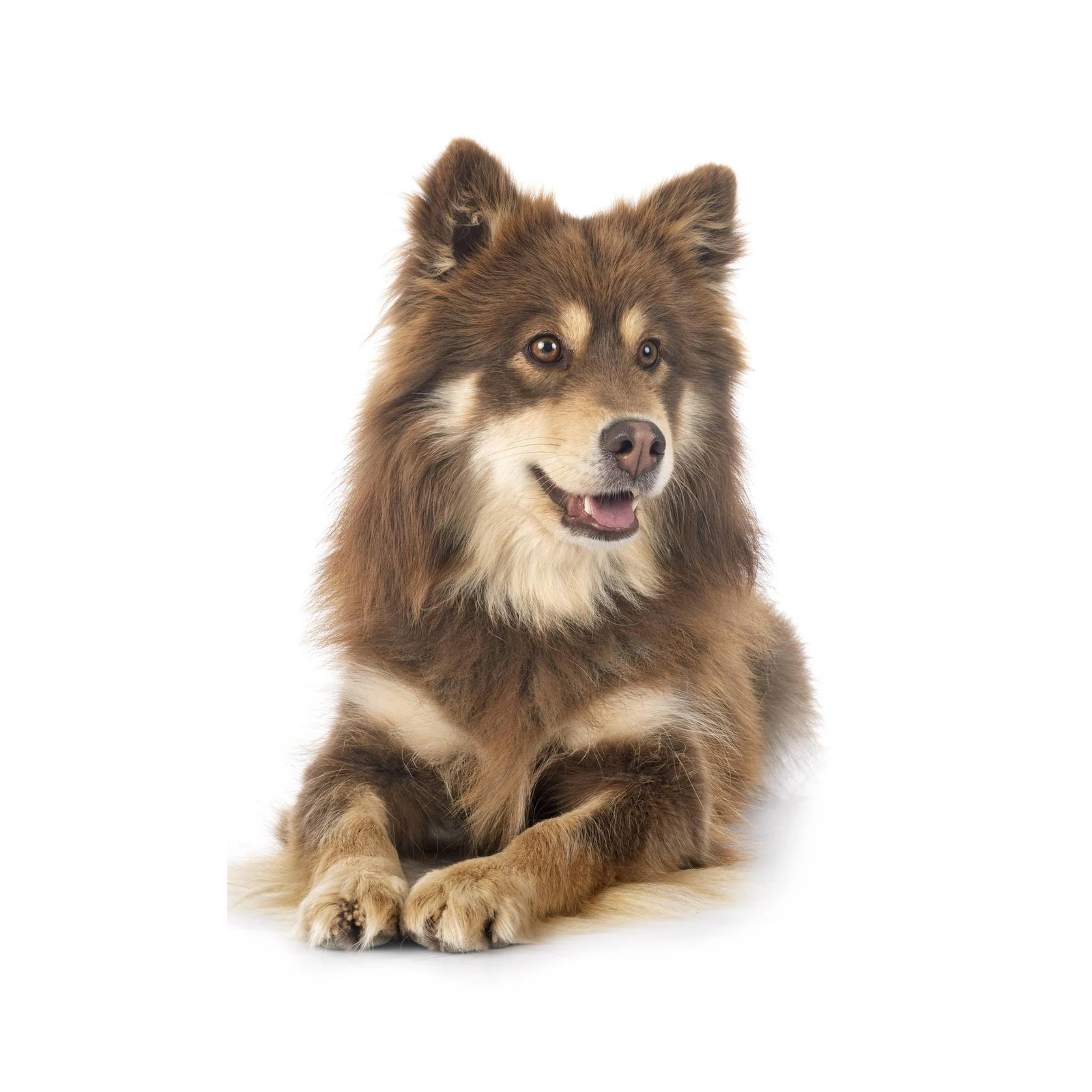 Majestic Brown Finnish Lapphund Wall Art