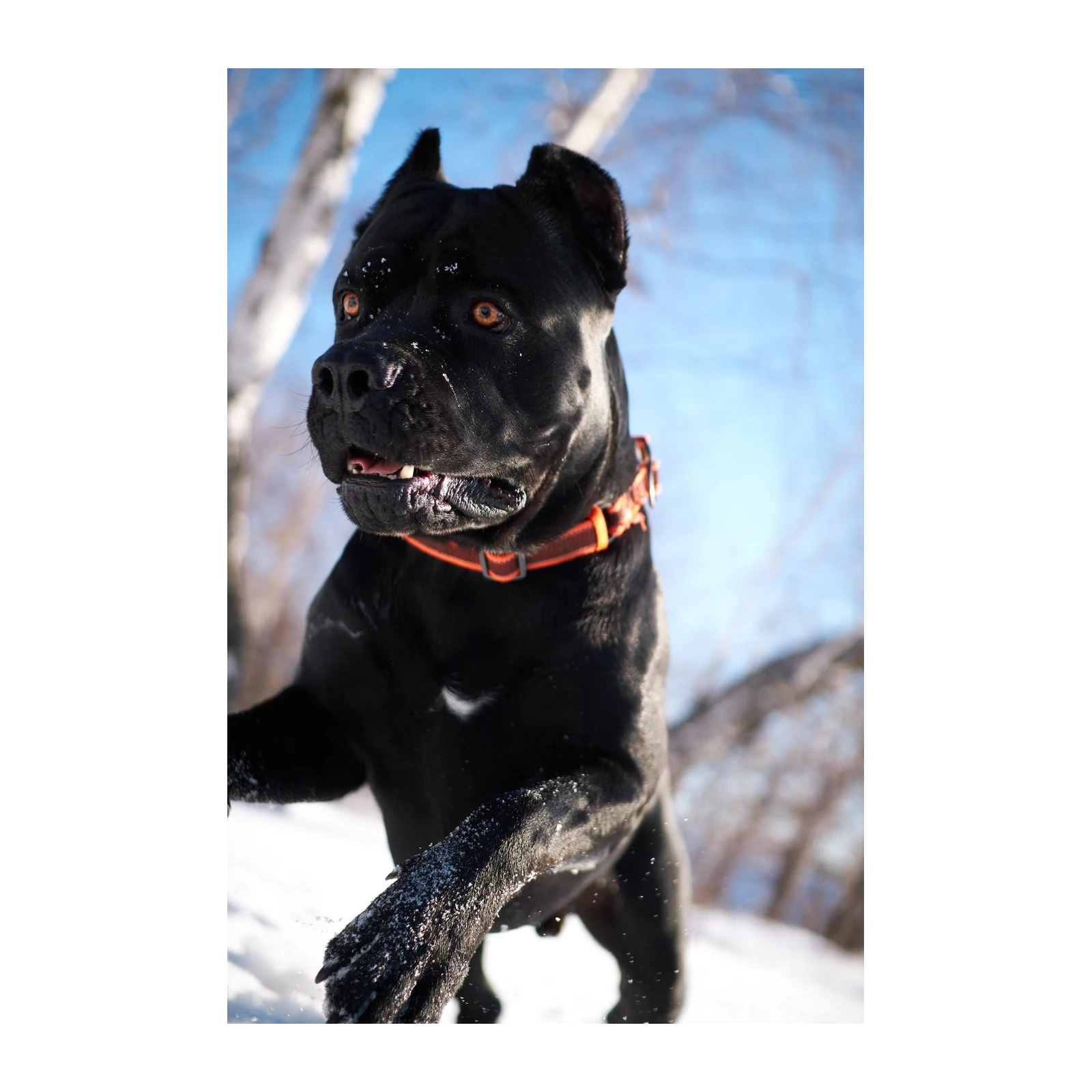 Majestic Black Cane Corso Snow Day Wall Art