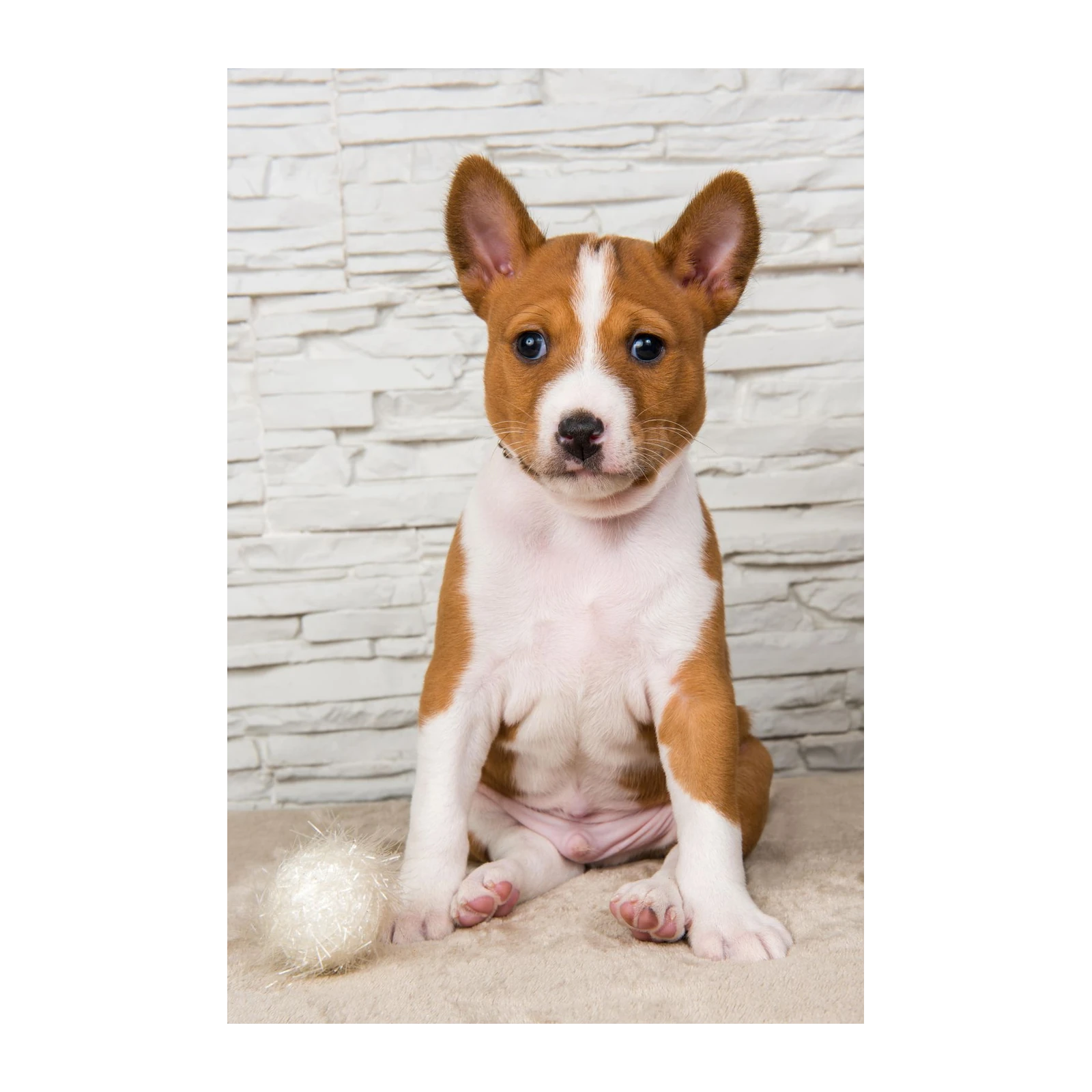 Adorable Basenji Puppy Portrait Wall Art