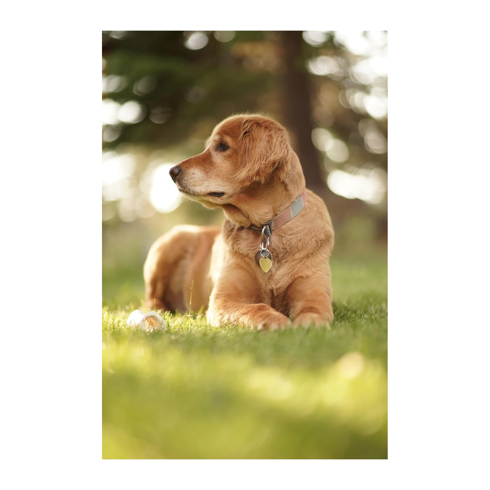 Golden Retriever Serenity Dog Art Wall Art