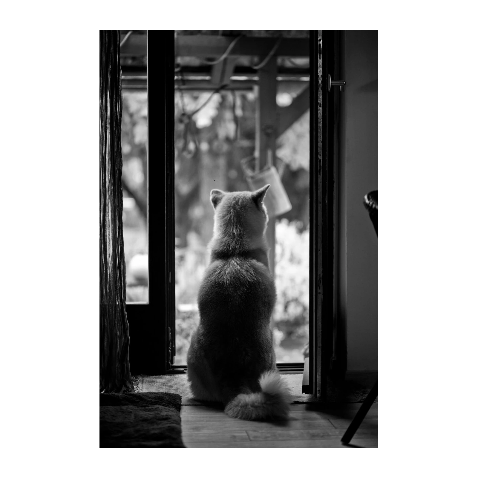 Serene Shiba Inu Window View Black & White Wall Art