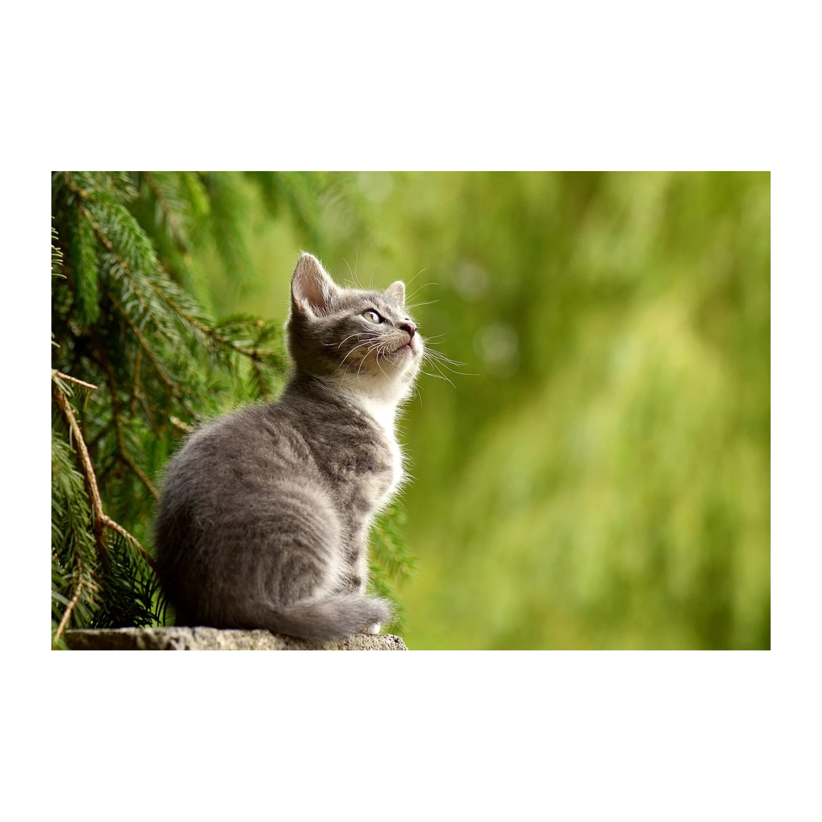 Curious Grey Kitten Nature Wall Art