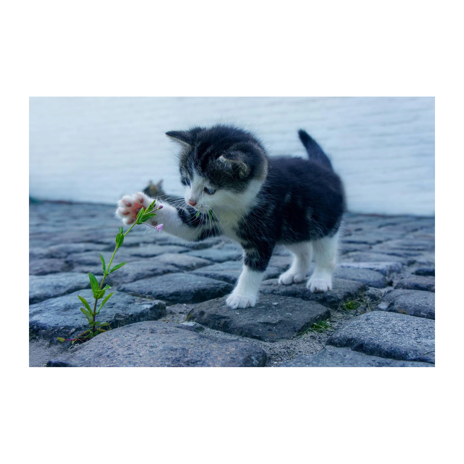 Adorable Kitten Discovering Nature Wall Art