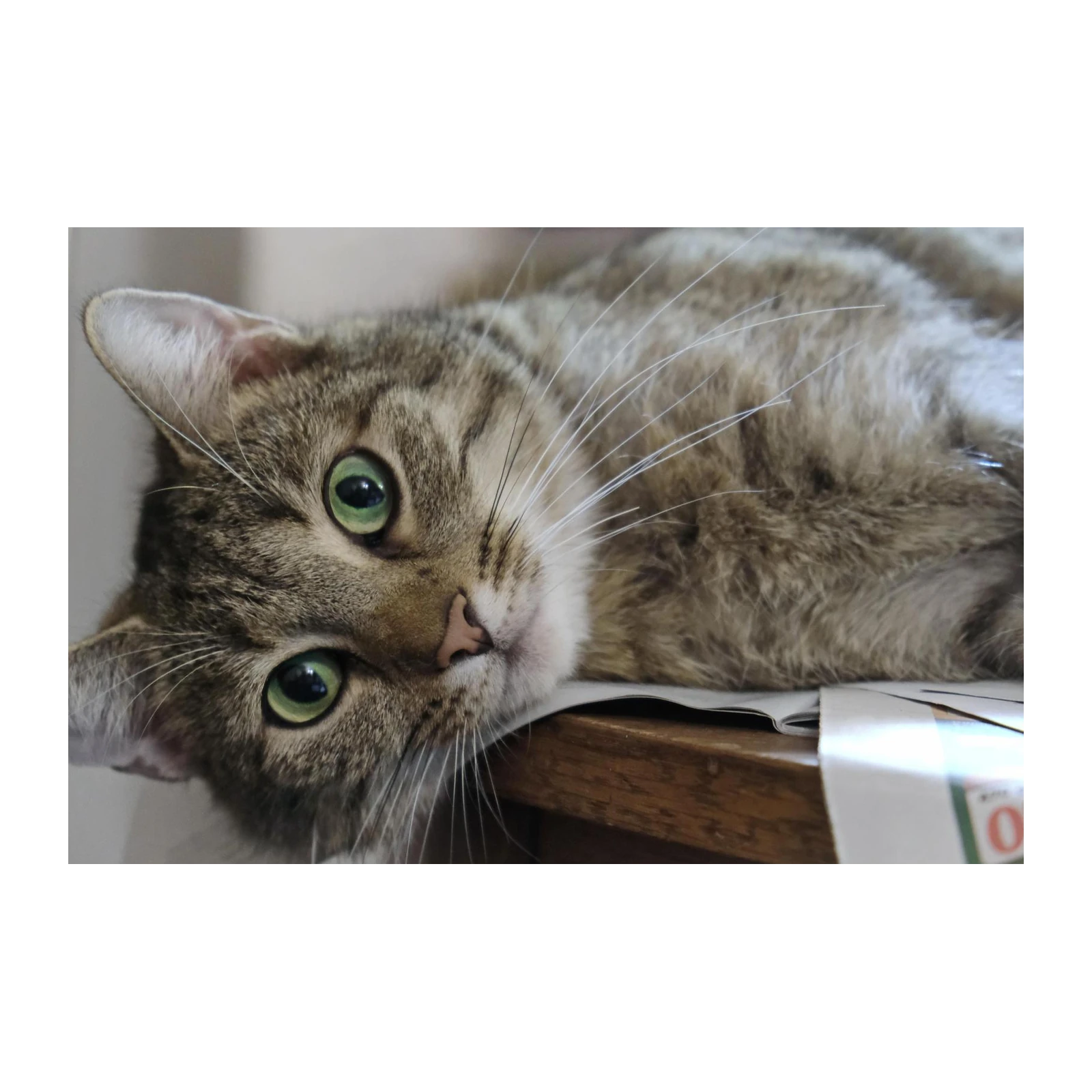 Curious Tabby Cat Green Eyes Wall Art