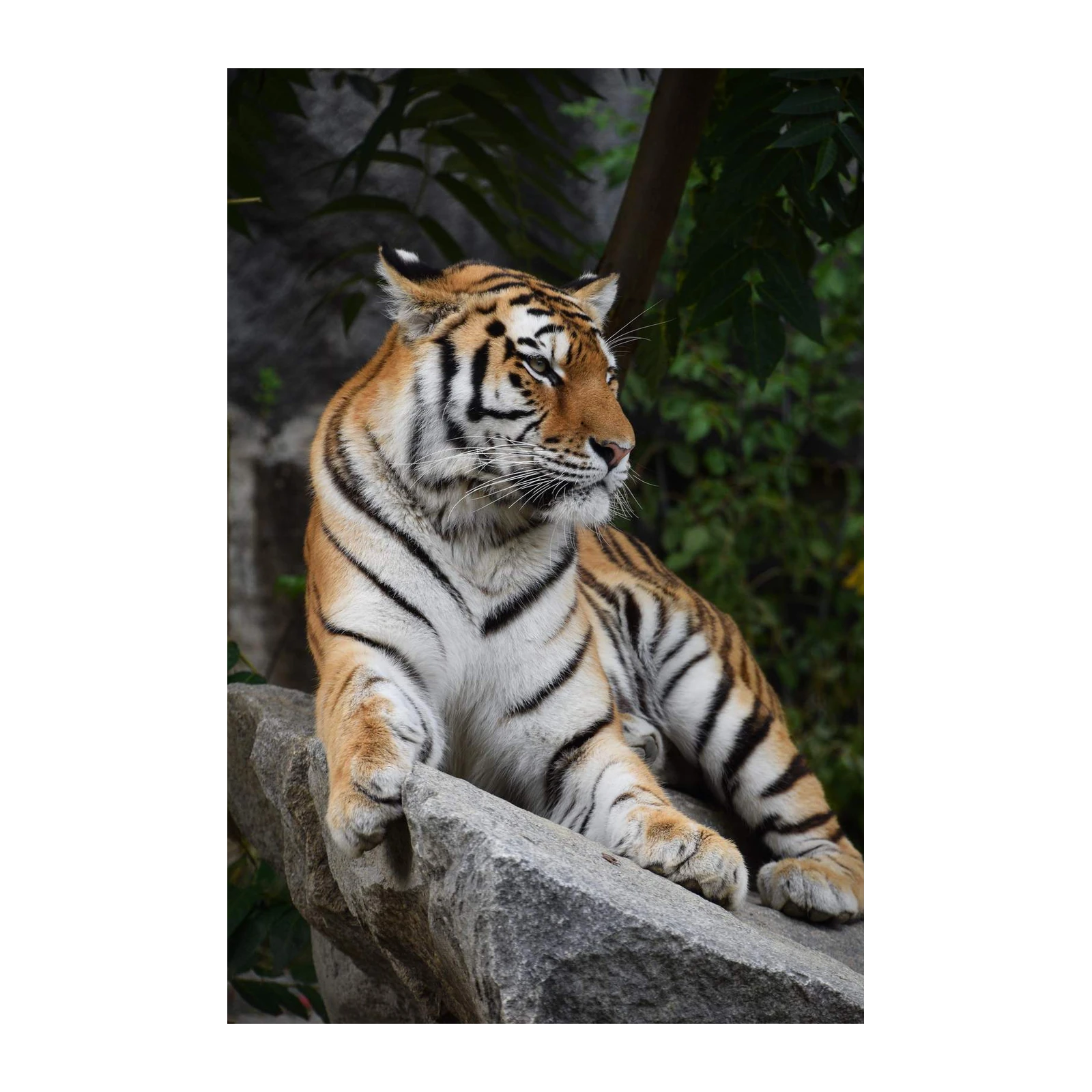 Majestic Tiger Portrait Wall Art