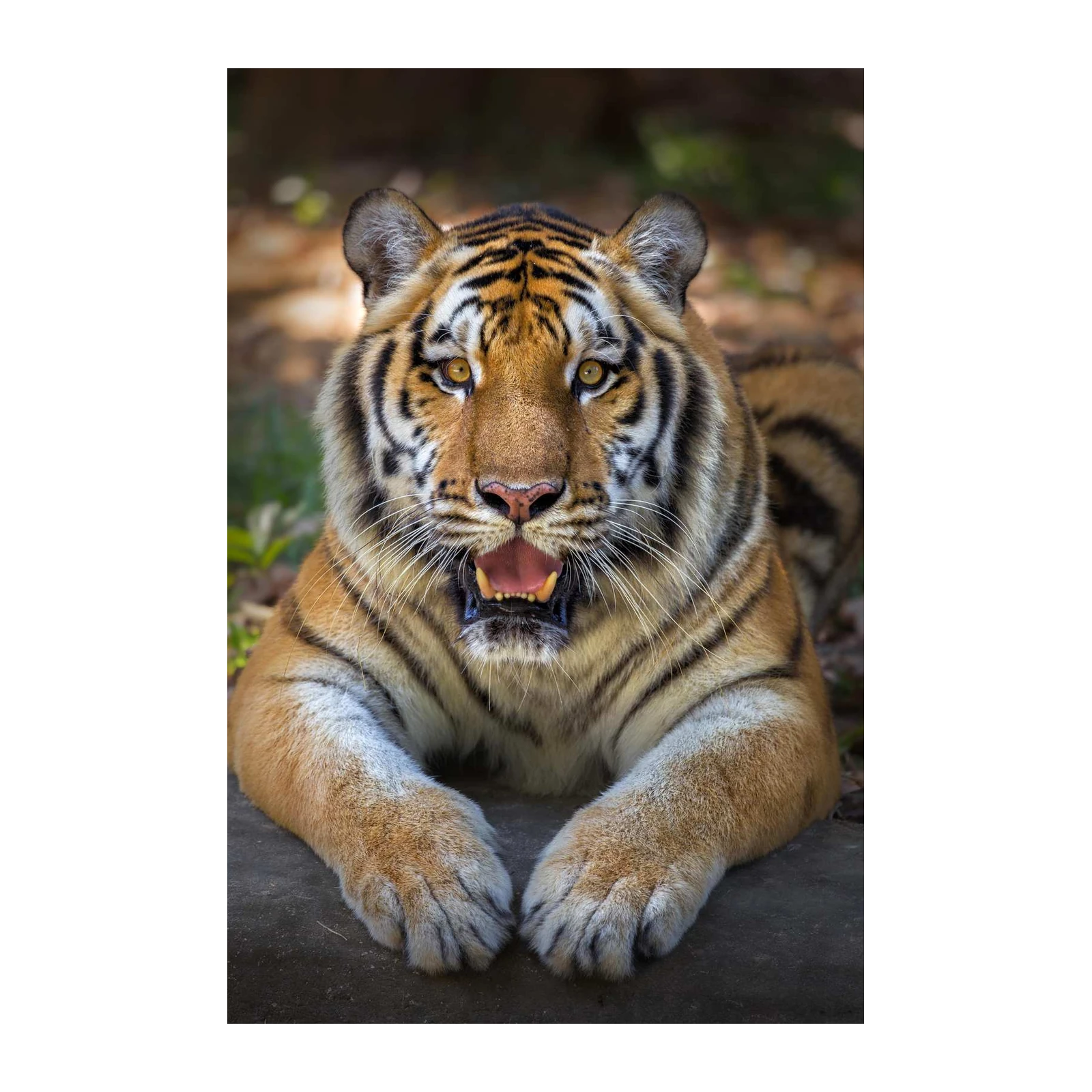Majestic Tiger Roar Wall Art