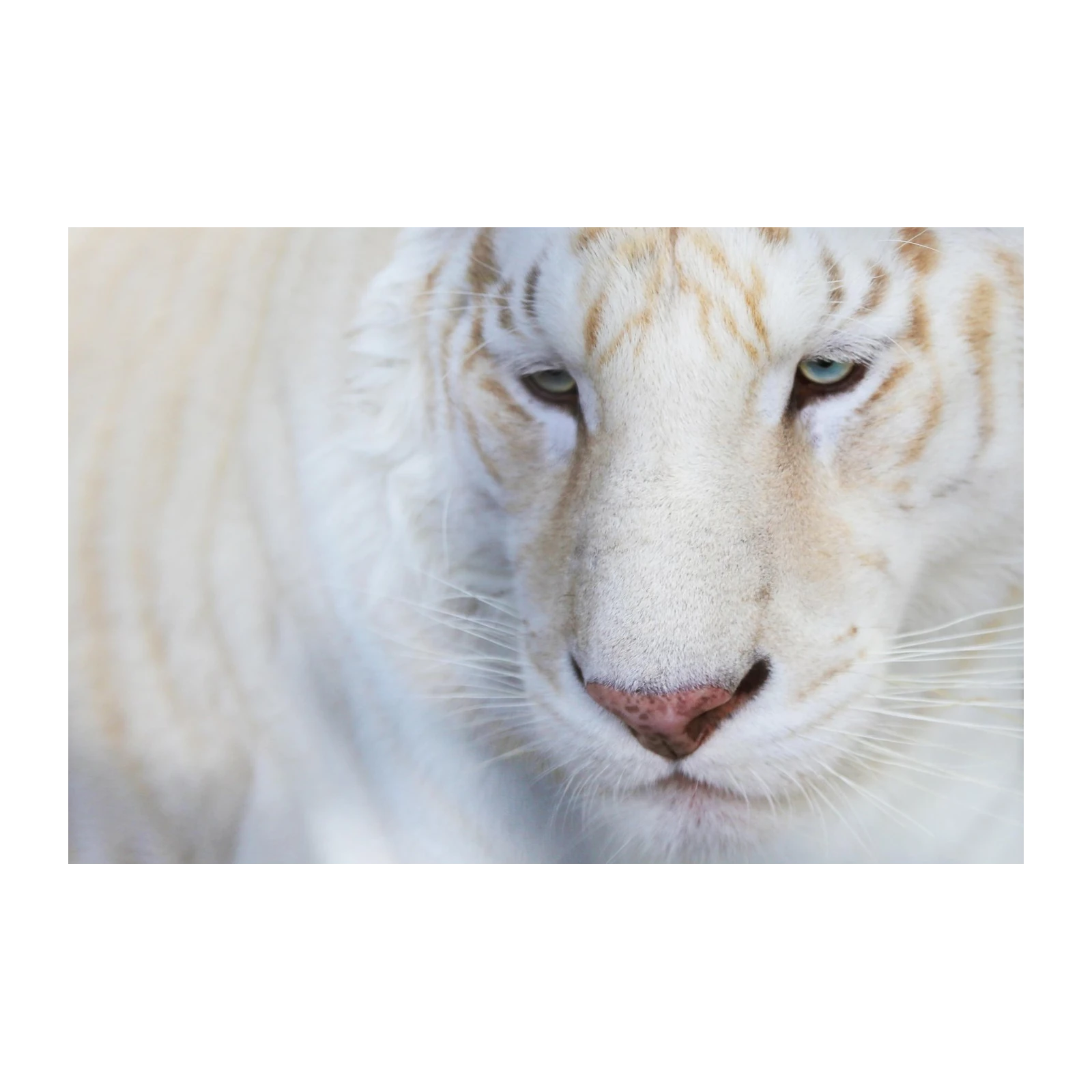 Majestic White Tiger Close-Up Wall Art