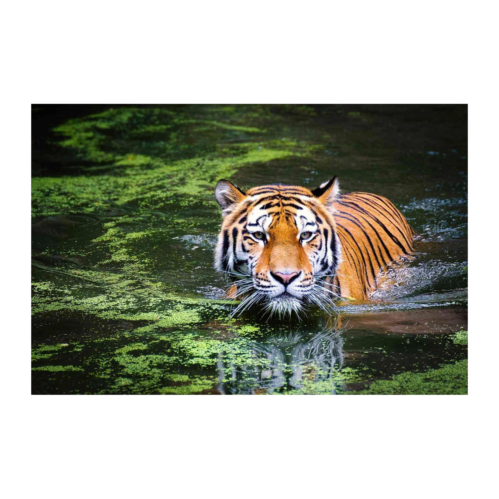 Majestic Tiger in Water Wall Art