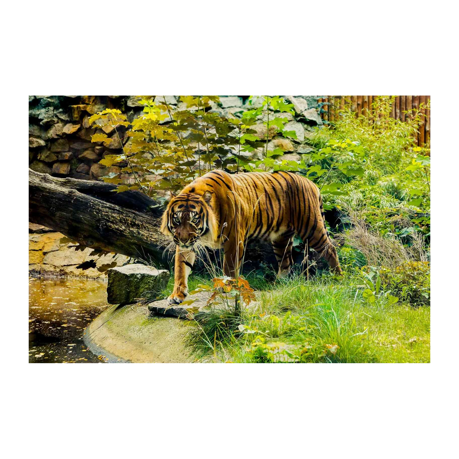 Majestic Tiger Roaming Nature Wall Art