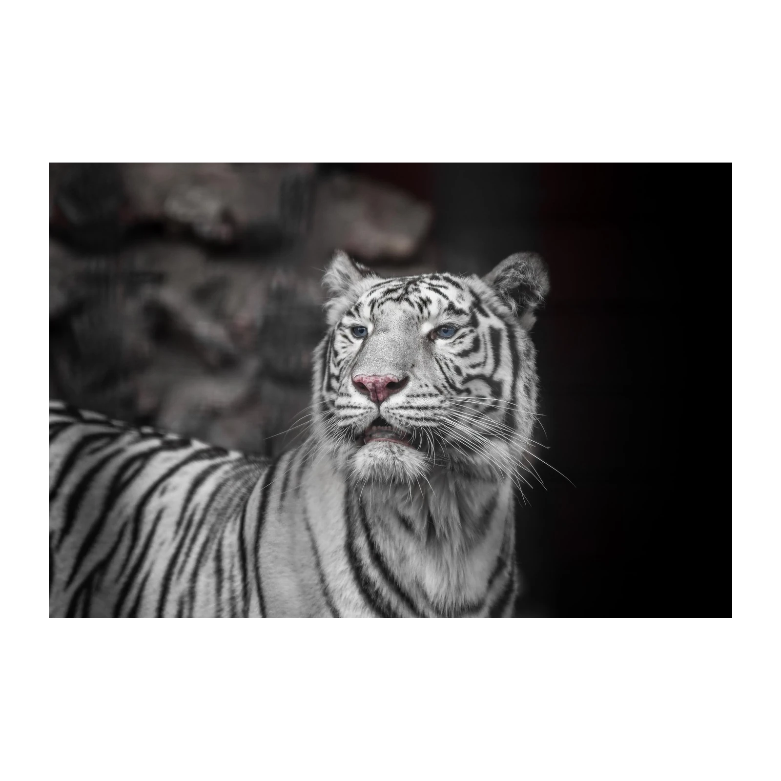 Majestic White Tiger Gaze Wall Art