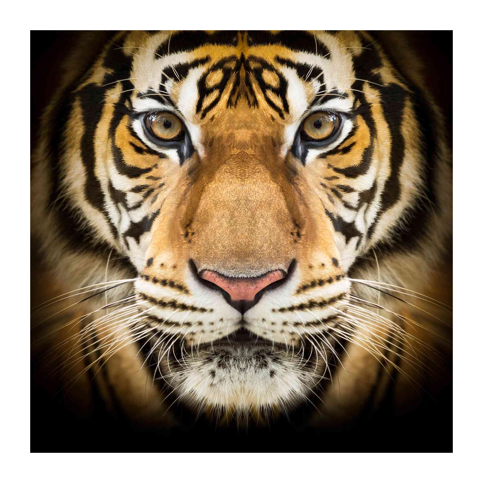 Majestic Tiger Close-Up Wall Art