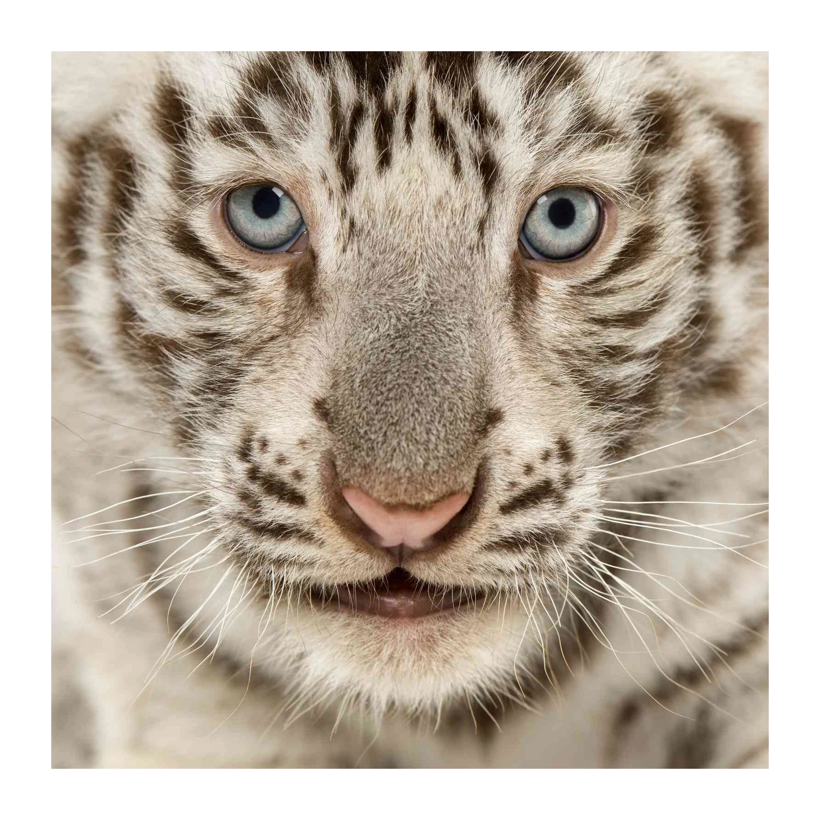 Majestic White Tiger Cub Close-Up Wall Art