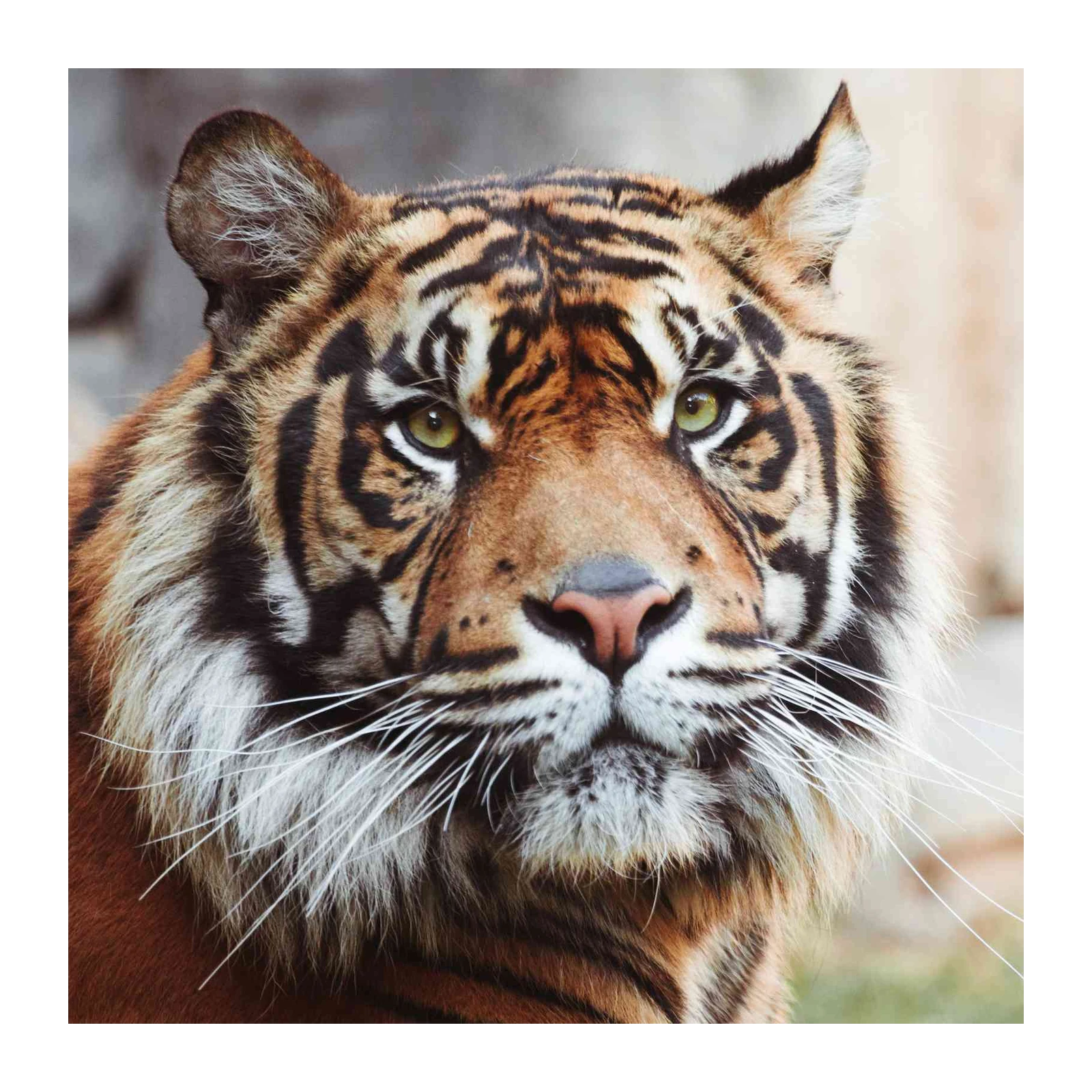 Majestic Tiger Face Animal Wall Art