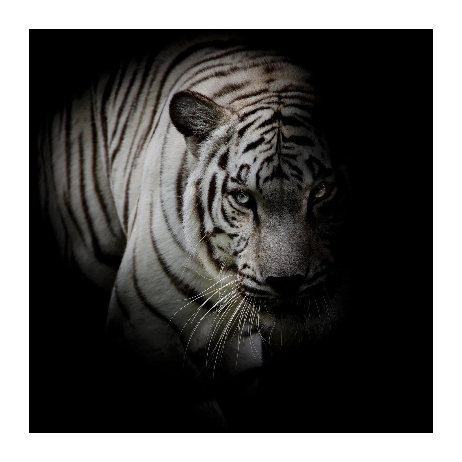 Majestic White Tiger Close-up Wall Art