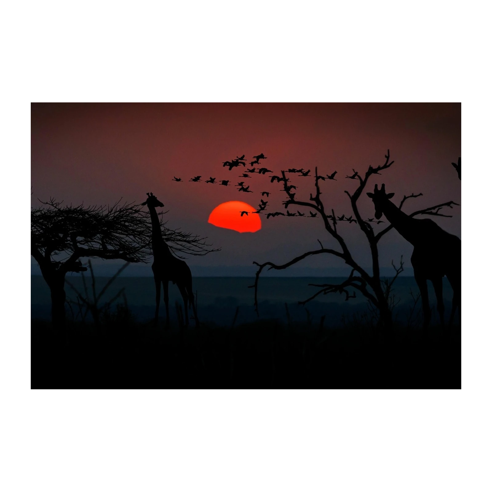 African Sunset Giraffes & Birds Wall Art