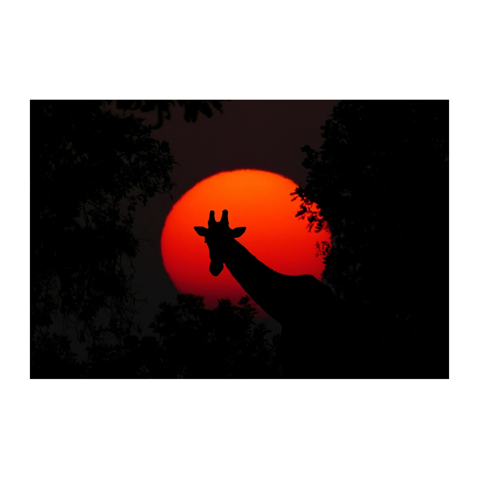 Majestic Giraffe Sunset Silhouette Wall Art
