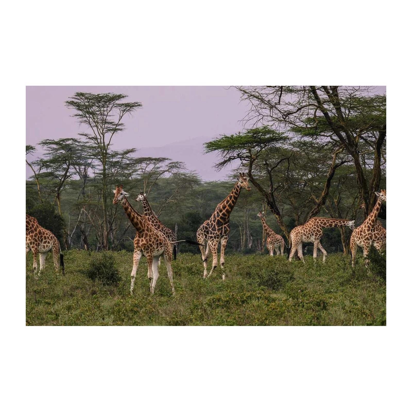 Majestic Giraffe Herd Safari Wall Art