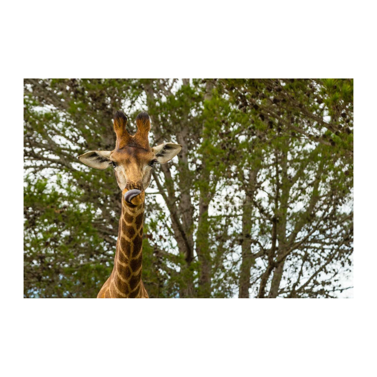 Playful Giraffe Tongue Out Wall Art