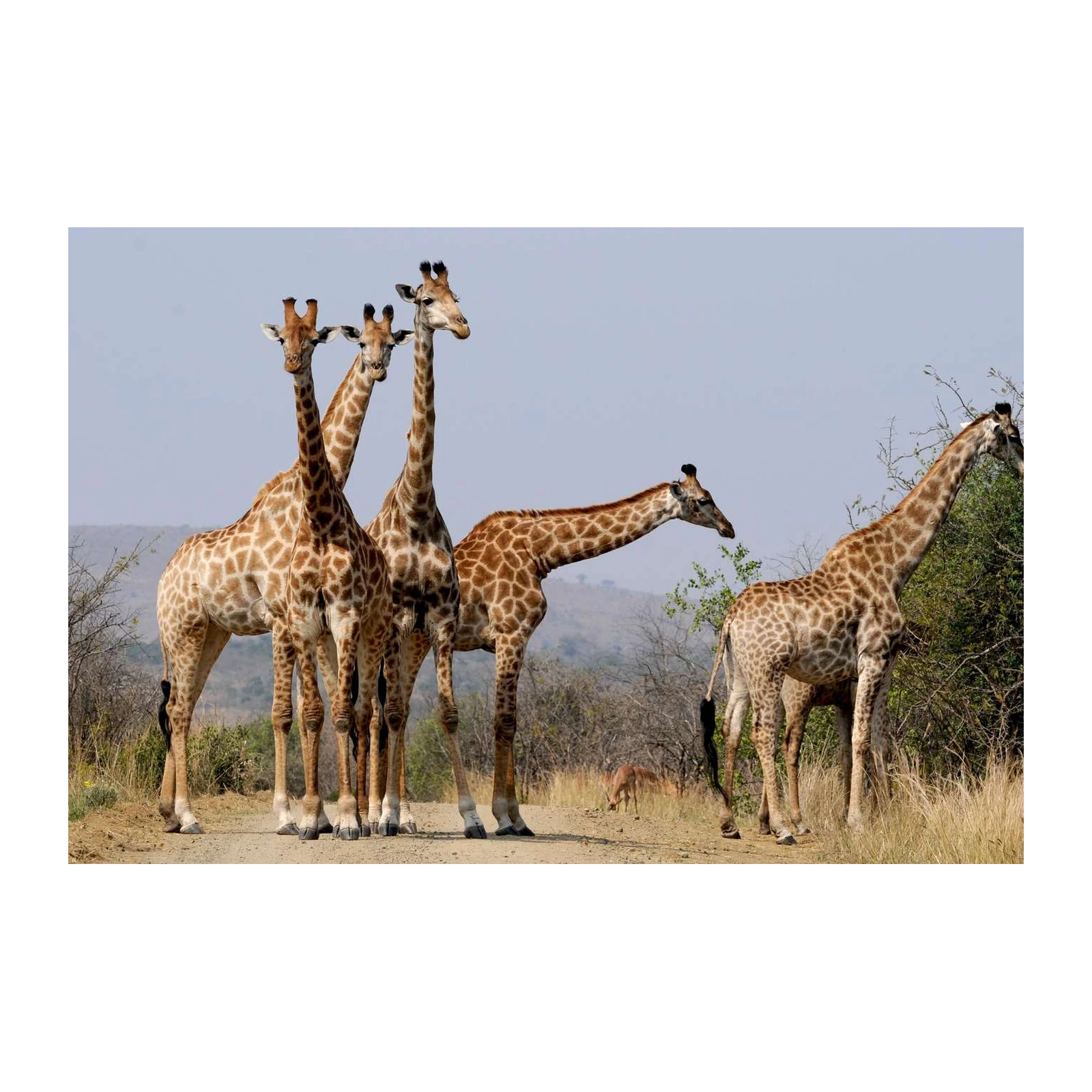 Majestic Giraffes Wildlife Safari Wall Art