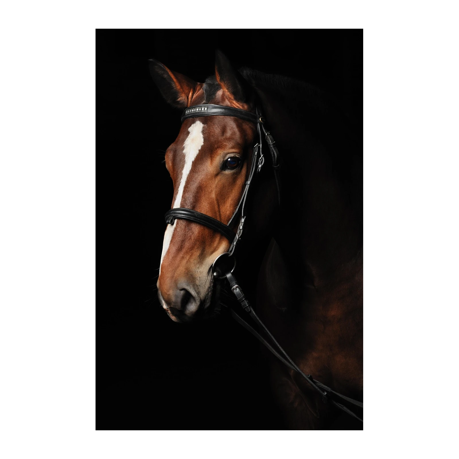 Majestic Horse Portrait Fine Art Wall Art