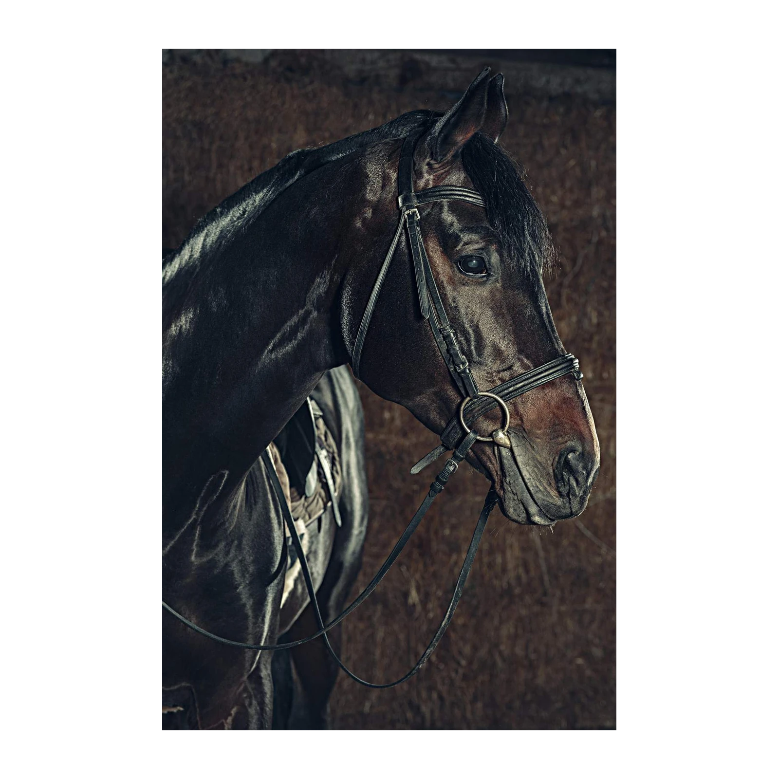 Majestic Black Horse Portrait Wall Art