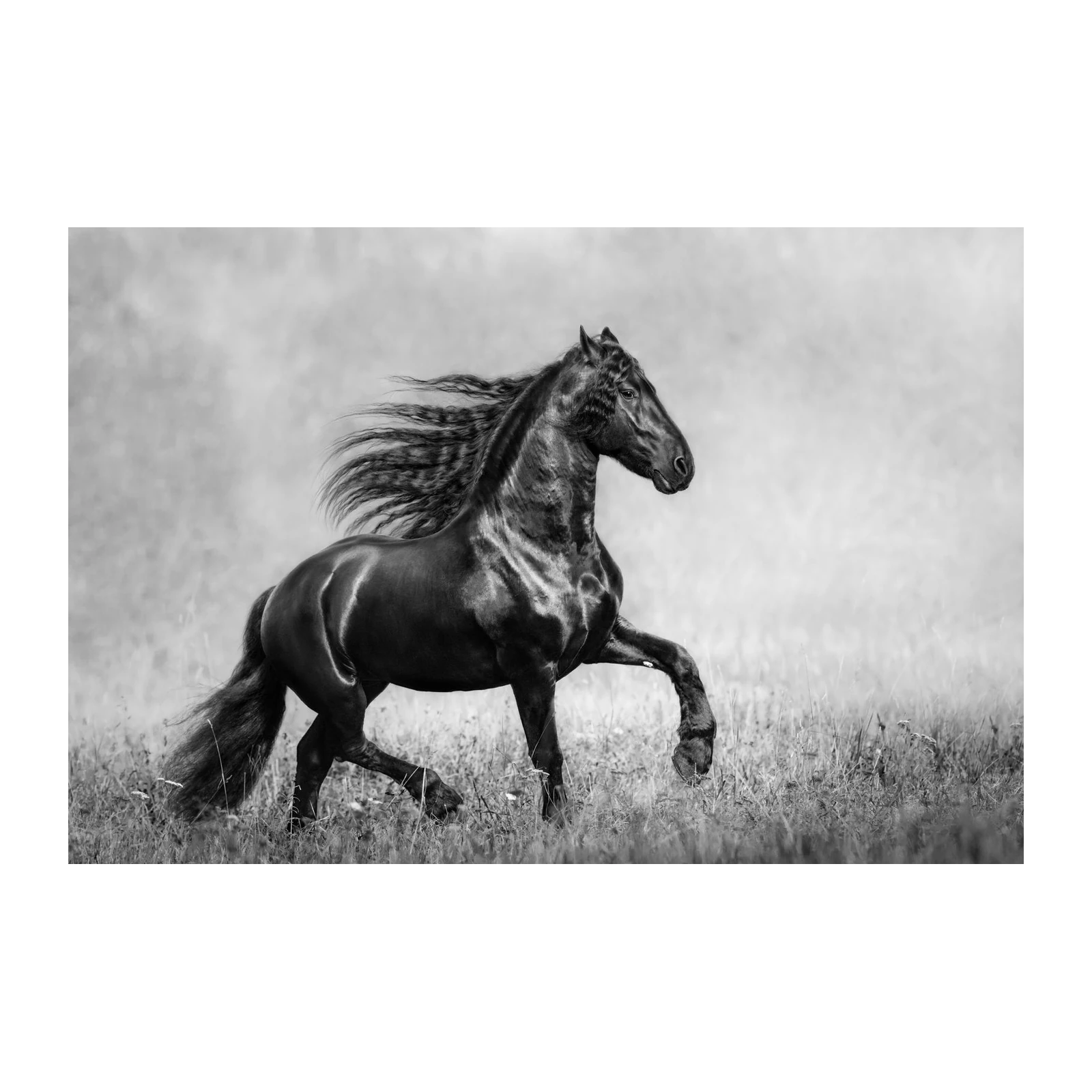 Majestic Black Horse Running Black and White Wall Art