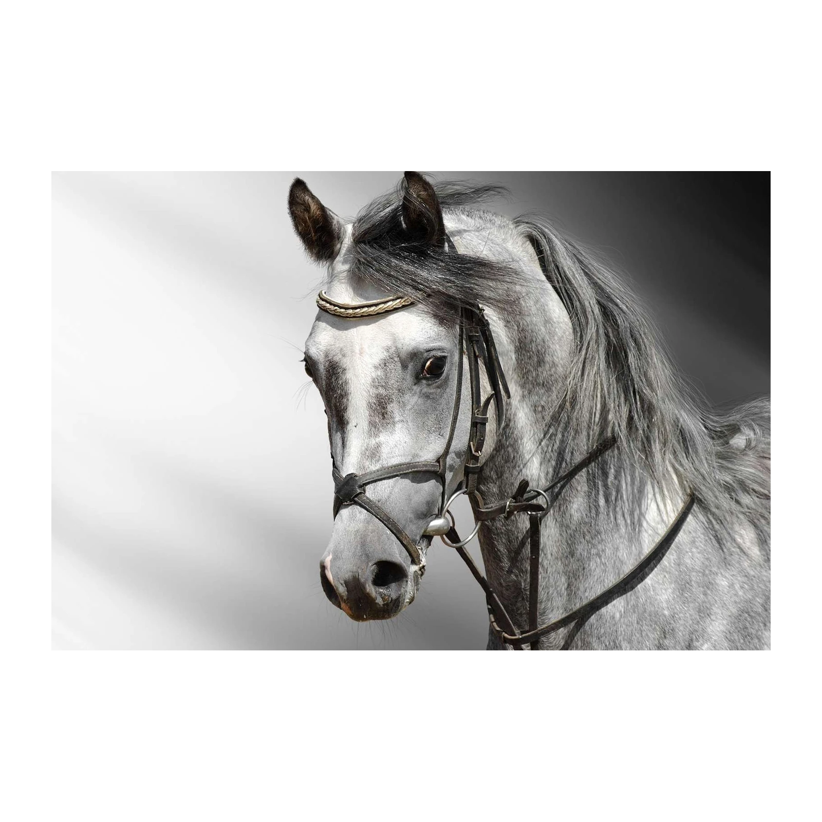 Elegant Grey Stallion Horse Portrait Wall Art