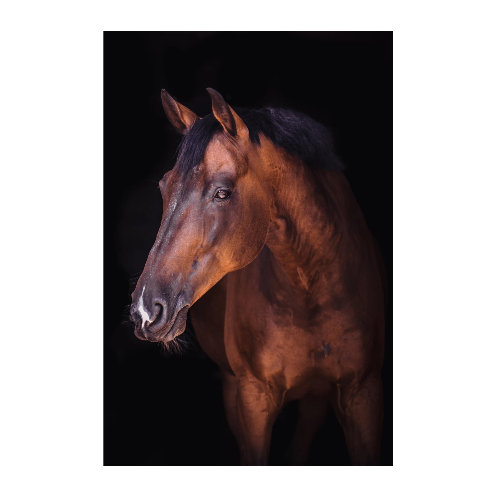 Majestic Bay Horse Portrait Wall Art