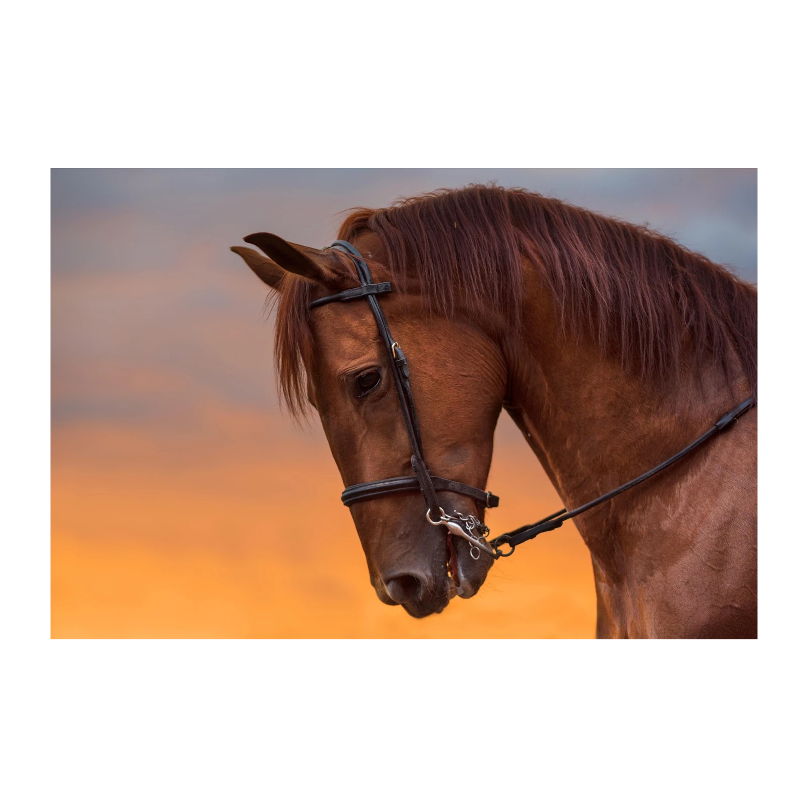 Majestic Chestnut Horse Sunset Wall Art