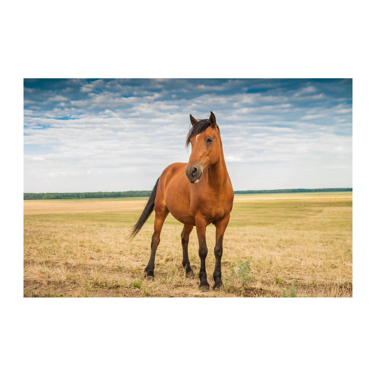 Majestic Brown Horse Field Wall Art