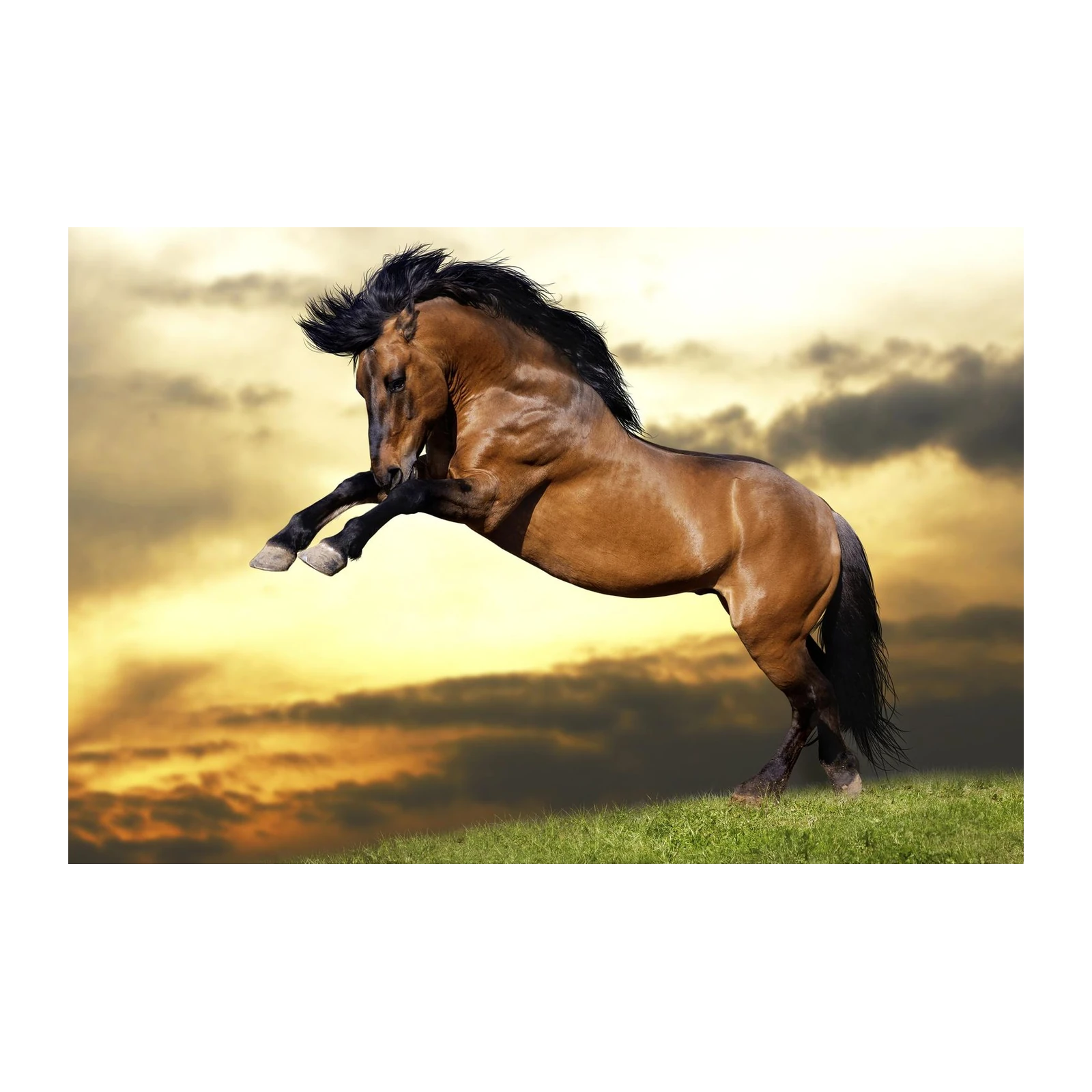 Majestic Stallion Sunset Horse Wall Art