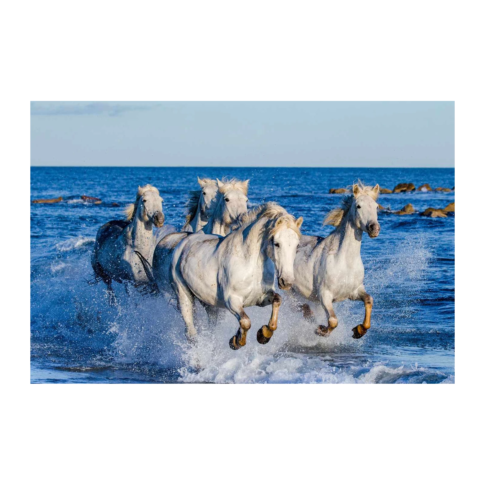 Majestic White Horses Galloping Beach Wall Art