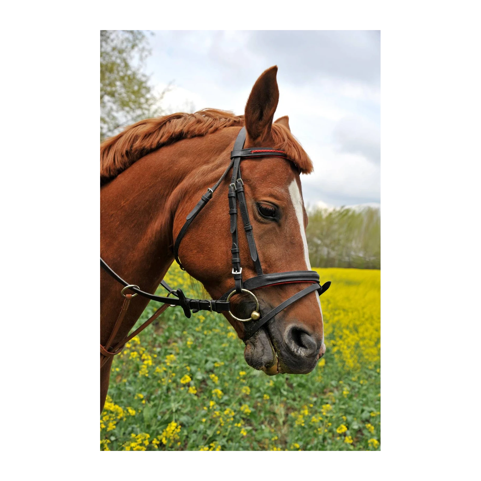 Majestic Chestnut Horse in Field Wall Art