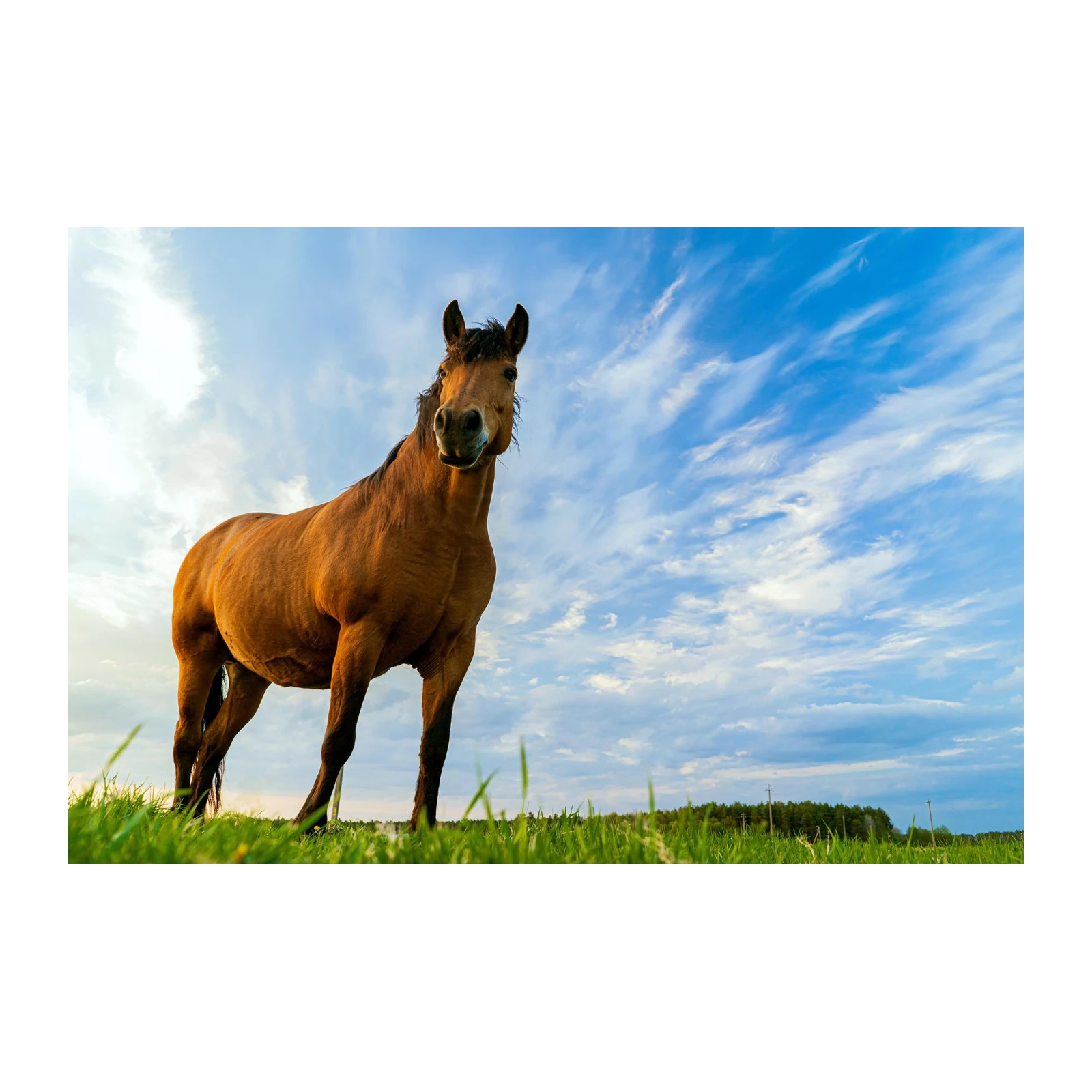 Majestic Horse Field Beauty Wall Art