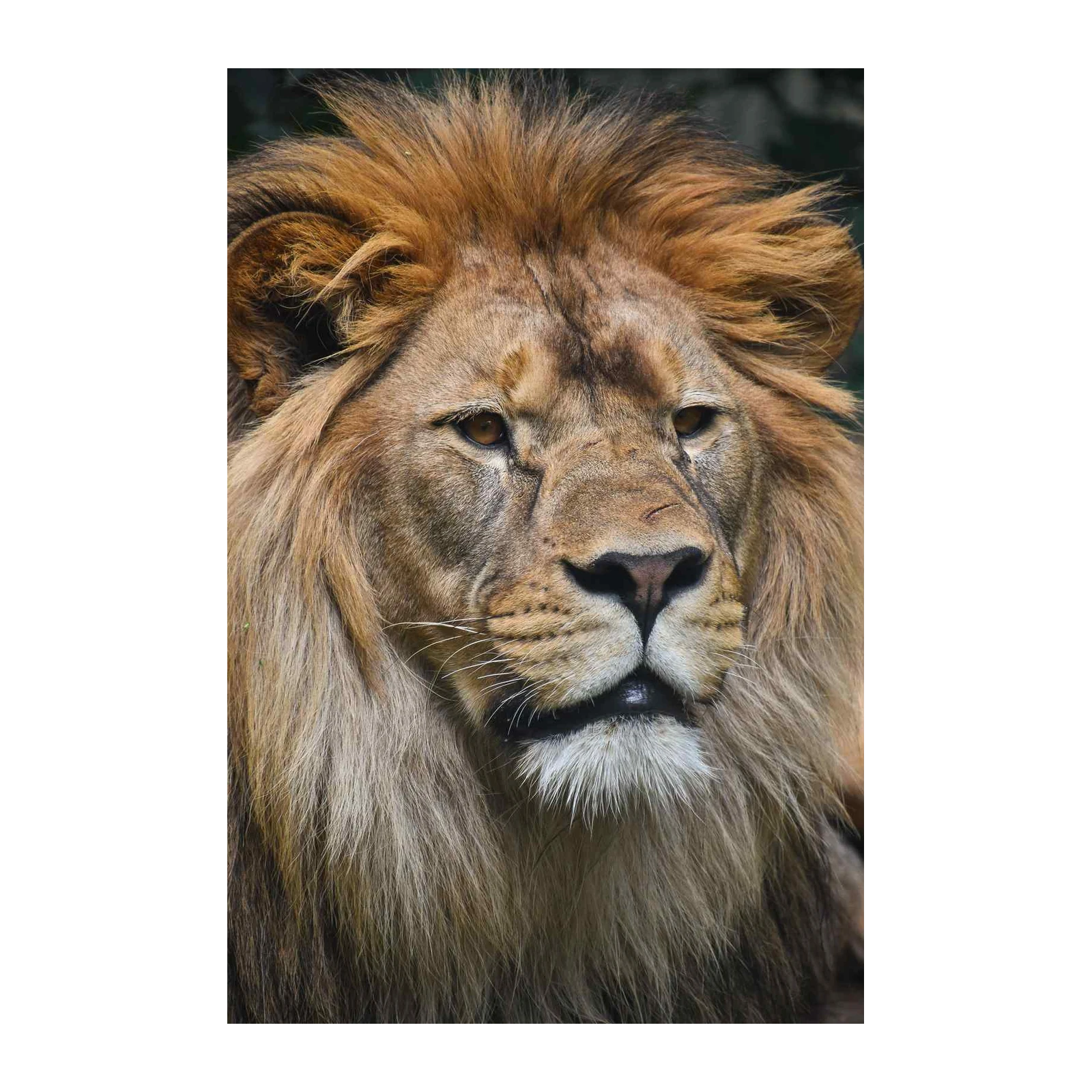 Majestic Lion Roar Animal Wall Art Wall Art