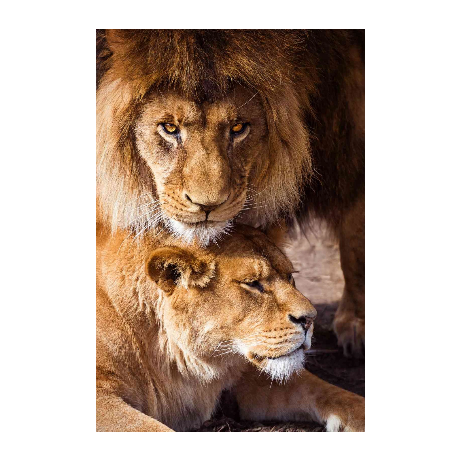 Majestic Lion & Lioness Duo Wall Art