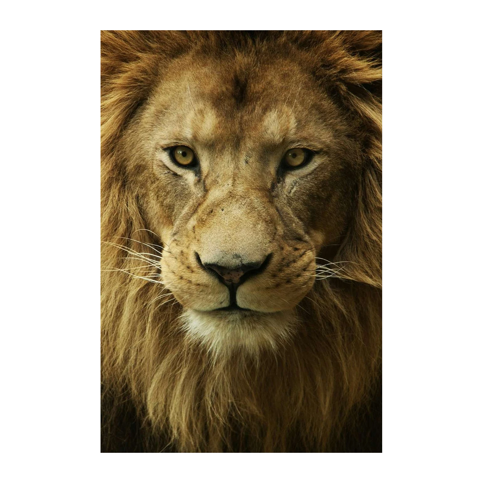 Majestic Lion Portrait Wall Art | Wildlife Art
