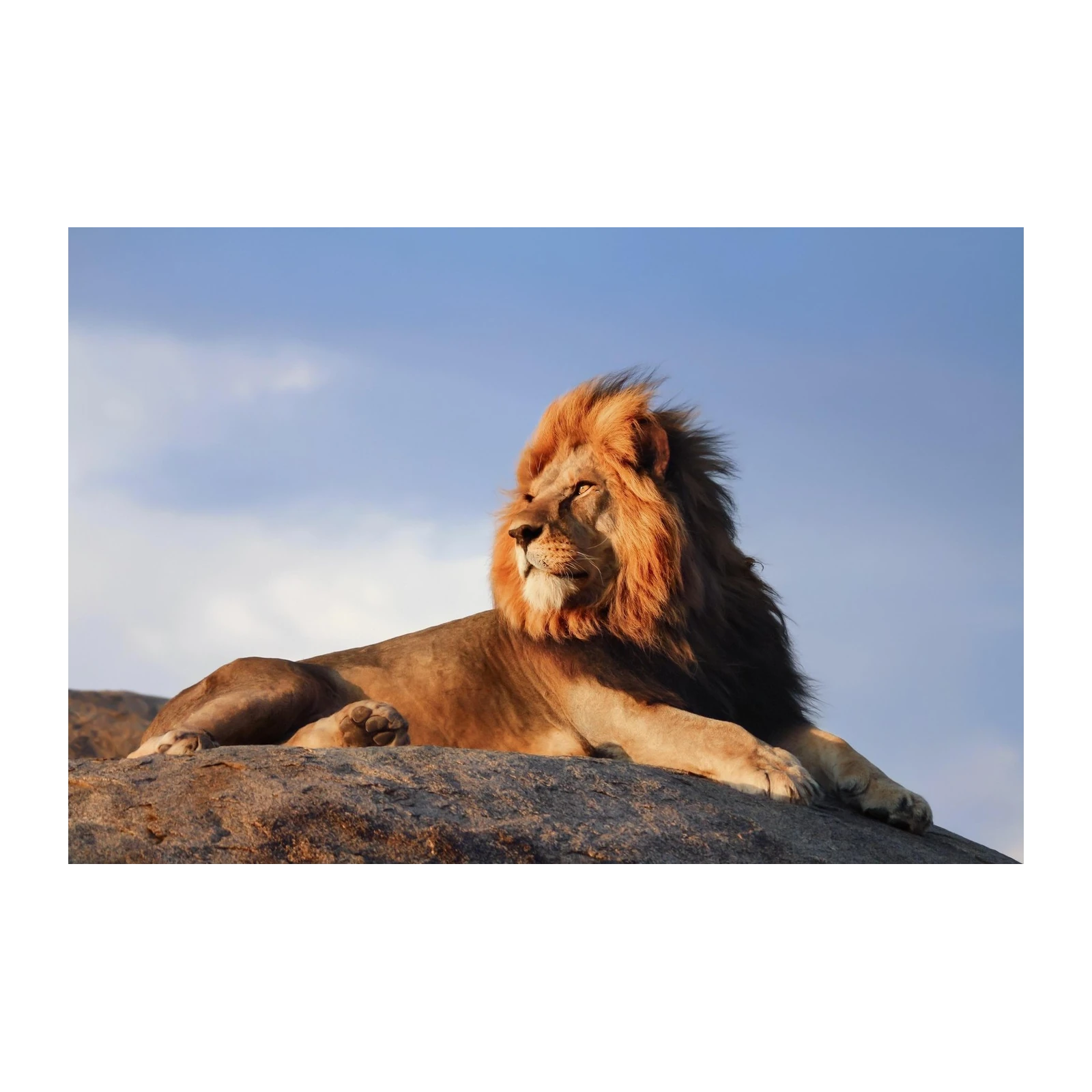 Majestic Lion Portrait on Rock Wall Art