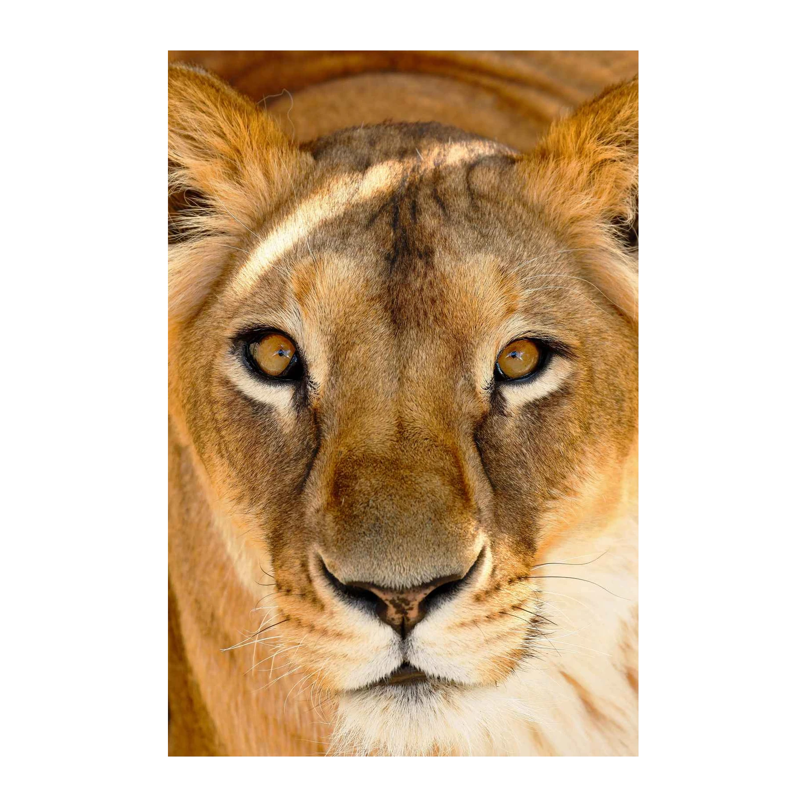 Majestic Lioness Gaze Wall Art | Wildlife Art
