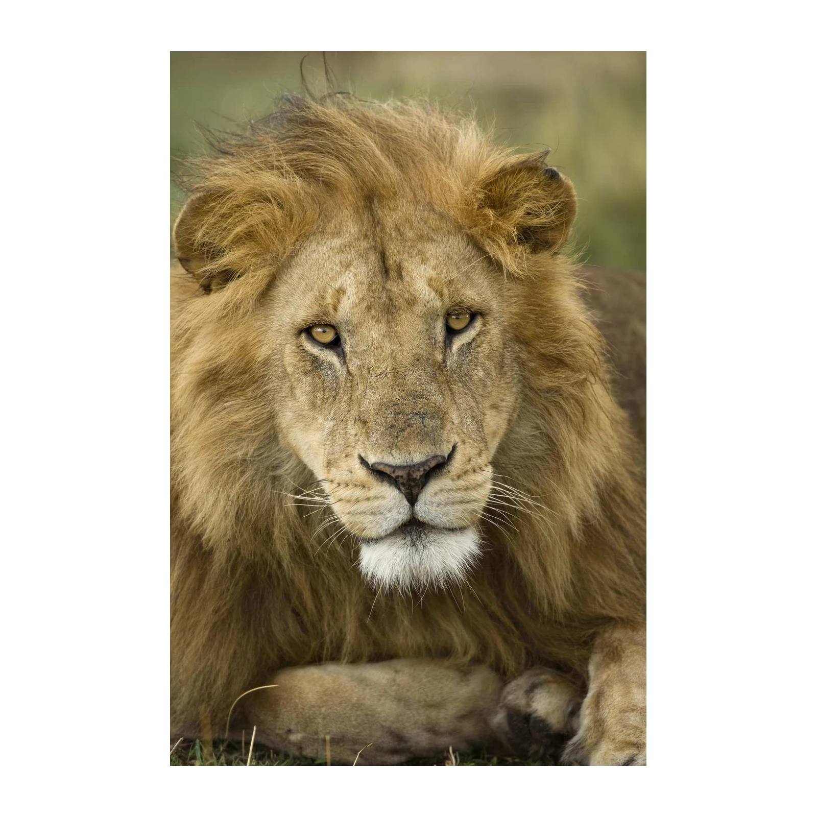 Majestic Lion Close-Up Wall Art - Wildlife Wall Art