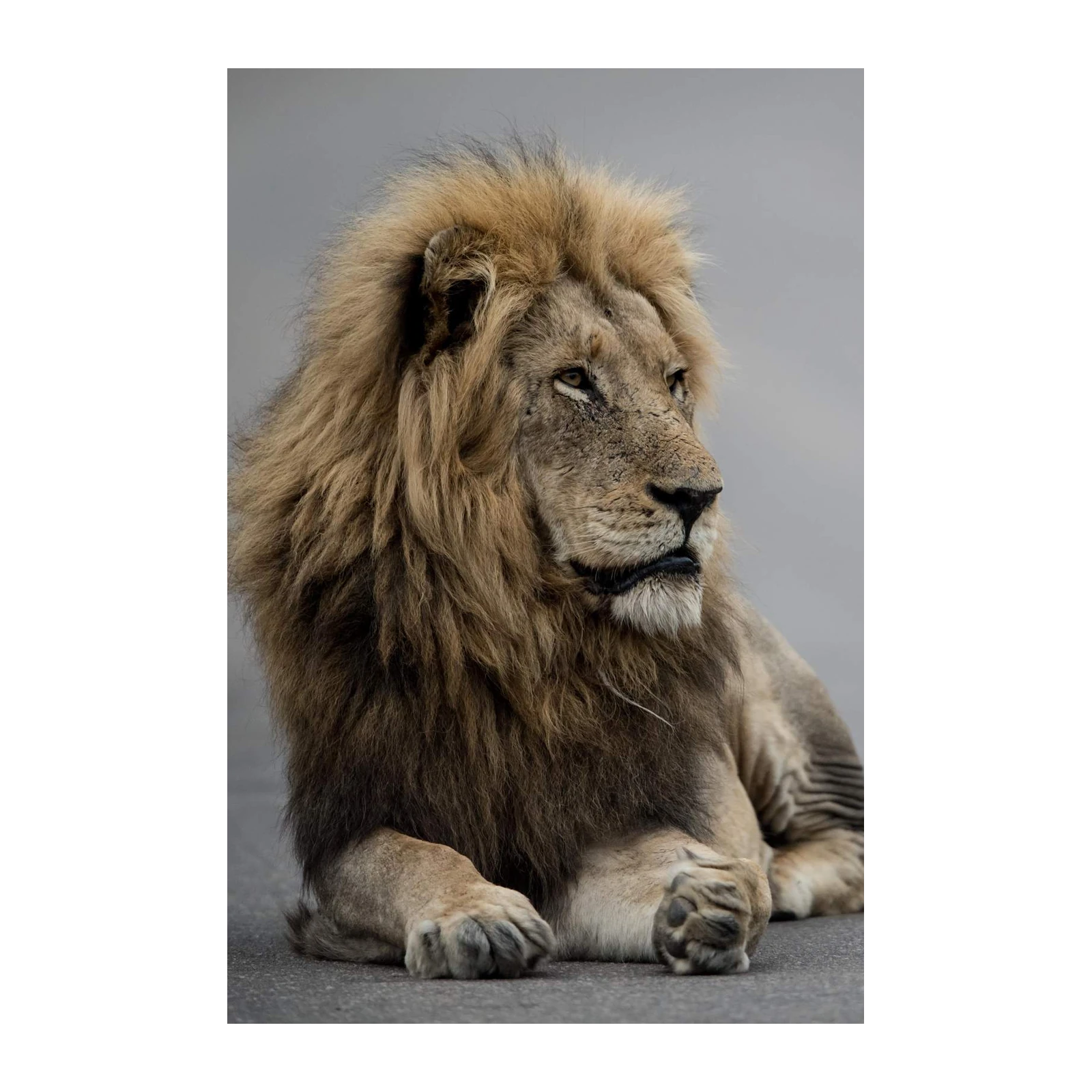 Majestic Lion Portrait Wall Art
