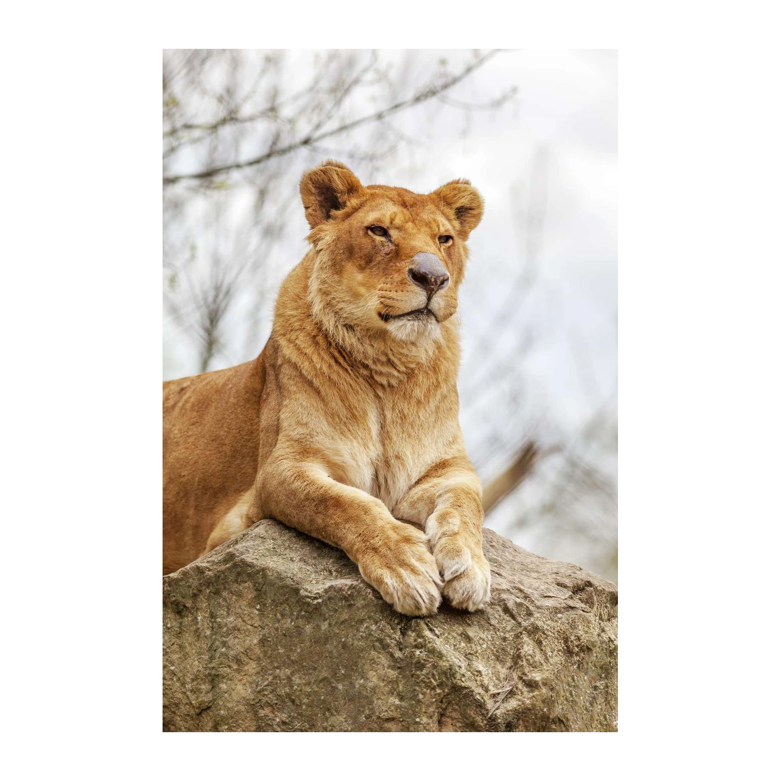 Majestic Lioness Resting on Rock Wall Art