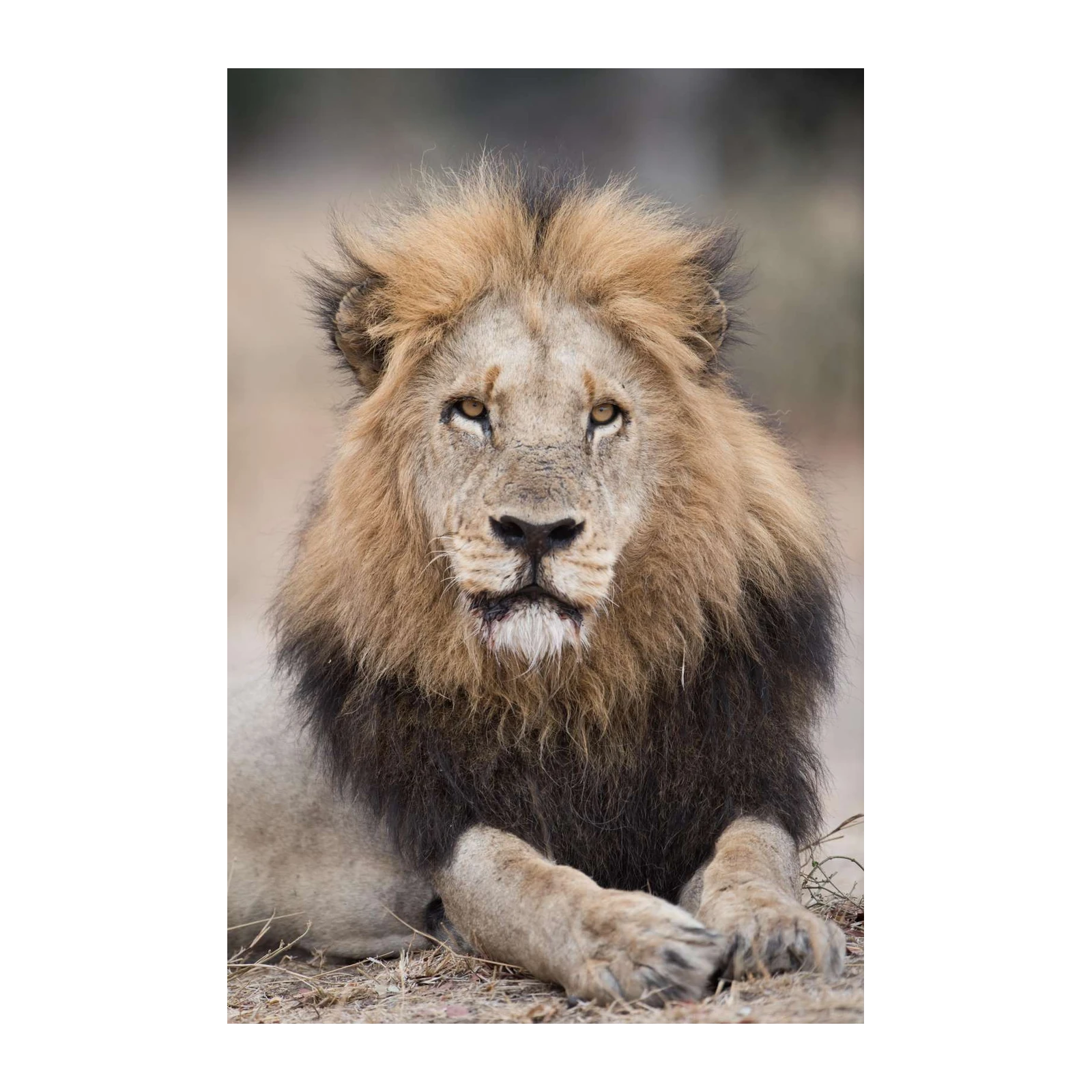 Majestic Lion Portrait Wall Art