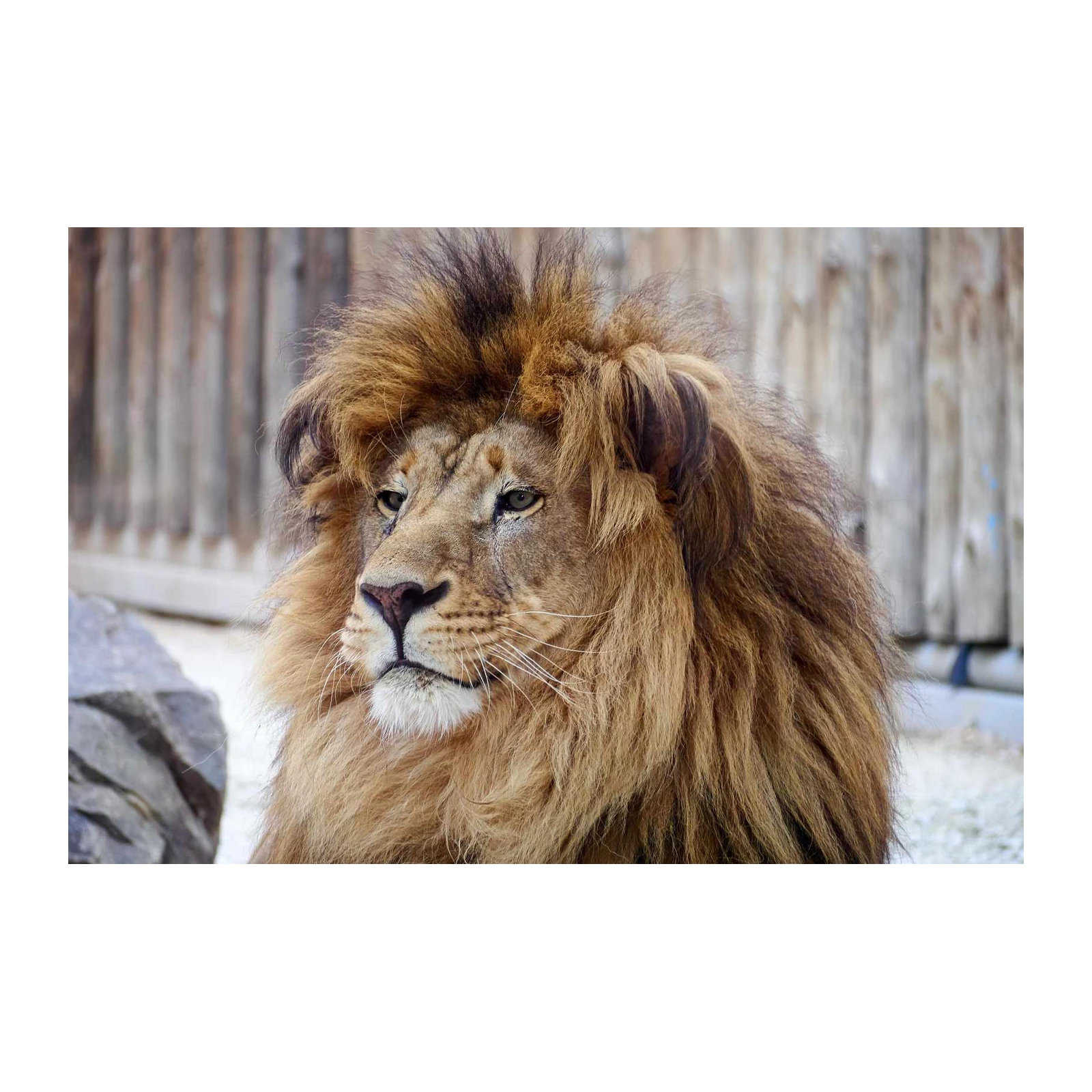 Majestic Lion Portrait Wall Art