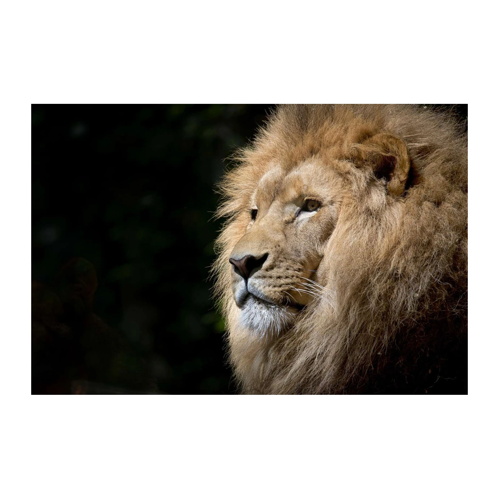 Majestic Lion Portrait Wall Art