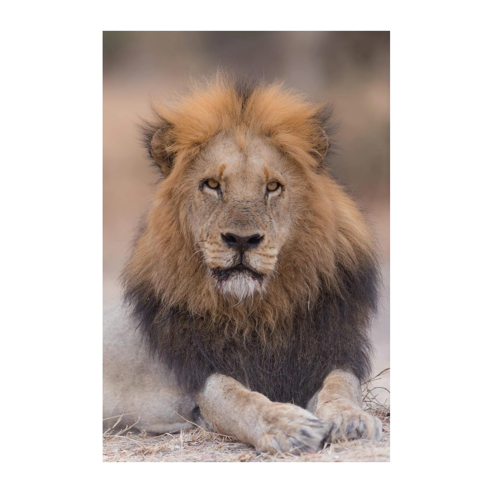 Majestic Lion Portrait Wall Art - Wildlife Art